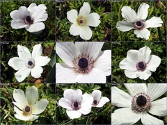 Anemone coronaria