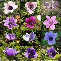 Anemone coronaria