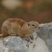 Belding's Ground Squirrel - Photo (c) Yathin, some rights reserved (CC BY-NC-ND)