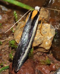 Gelechiidae