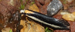 Gelechiidae