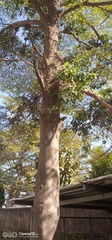 Angiospermae