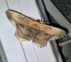 Chorodna metaphaearia