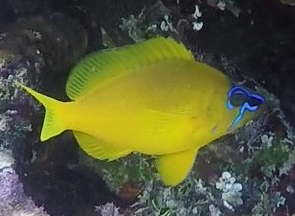 Gouden hamlet (Hypoplectrus gummigutta) — Serranidae