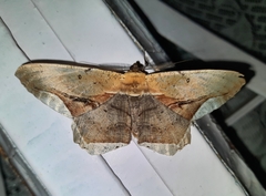 Chorodna metaphaearia