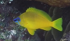 Hypoplectrus gummigutta