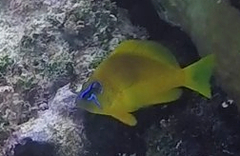 Hypoplectrus gummigutta