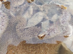 Stichodactyla