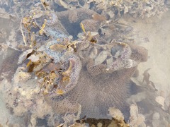 Stichodactyla