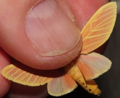 Pseudalus