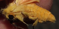 Pseudalus