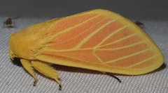 Pseudalus