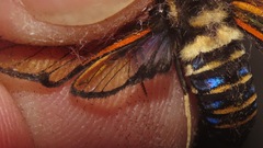 Sarosa flavicostalis