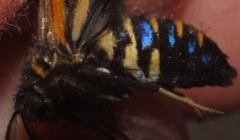 Sarosa flavicostalis
