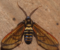 Sarosa flavicostalis