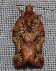 Argyrotaenia citharexylana
