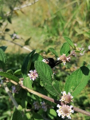 Bombus pauloensis