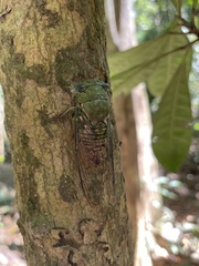 Dorisiana cachla image