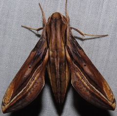 Xylophanes thyelia
