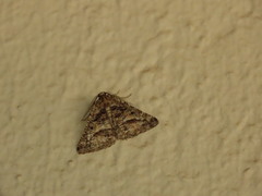 Hypotephrina