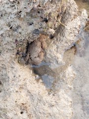 Pilumnus vespertilio