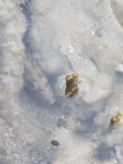Congrogadus subducens