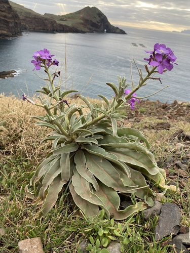 Matthiola maderensis