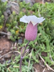 Silene uniflora image