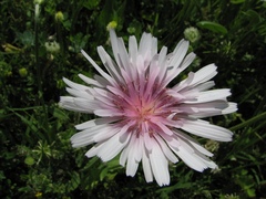 Crepis rubra