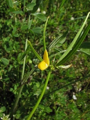 Securigera securidaca