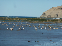 Chroicocephalus maculipennis