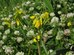 Trigonella esculenta