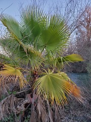 Washingtonia × filibusta