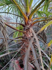 Washingtonia × filibusta