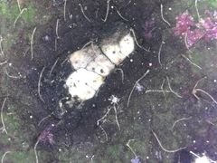 Sphaerulina westendorpii