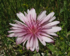 Crepis rubra