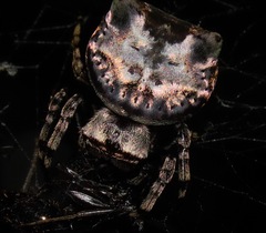 Aspidolasius branicki