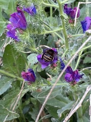 Amegilla quadrifasciata maderae