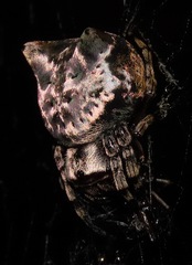 Aspidolasius branicki