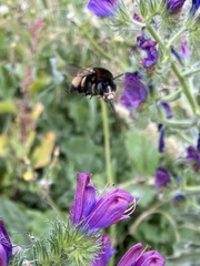 Amegilla quadrifasciata maderae