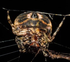 Aspidolasius branicki