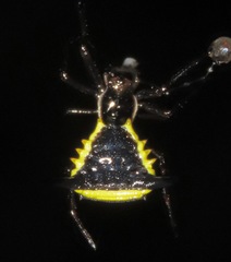 Micrathena pungens