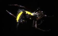 Micrathena pungens