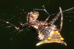 Micrathena pungens