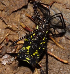 Micrathena miles