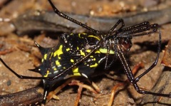 Micrathena miles