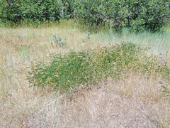 Astragalus falcatus