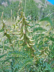 Astragalus falcatus