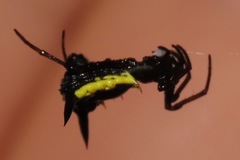 Micrathena pungens