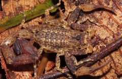 Tityus silvestris